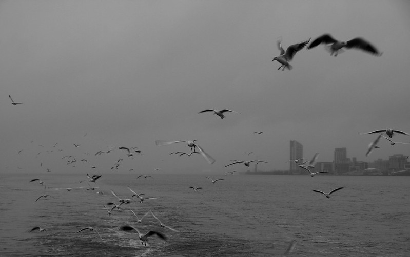 Seagulls, Liverpool, UK